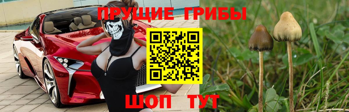 Галлюциногенные грибы Psilocybe  Вход с VPN  Кинель 